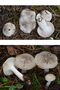 Hygrophorus agathosmus